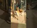 Arrey Baap Re Viral Shorts Trending Baapre Youtubeshorts