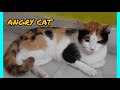 ANGRY PET CAT WITH SOUND