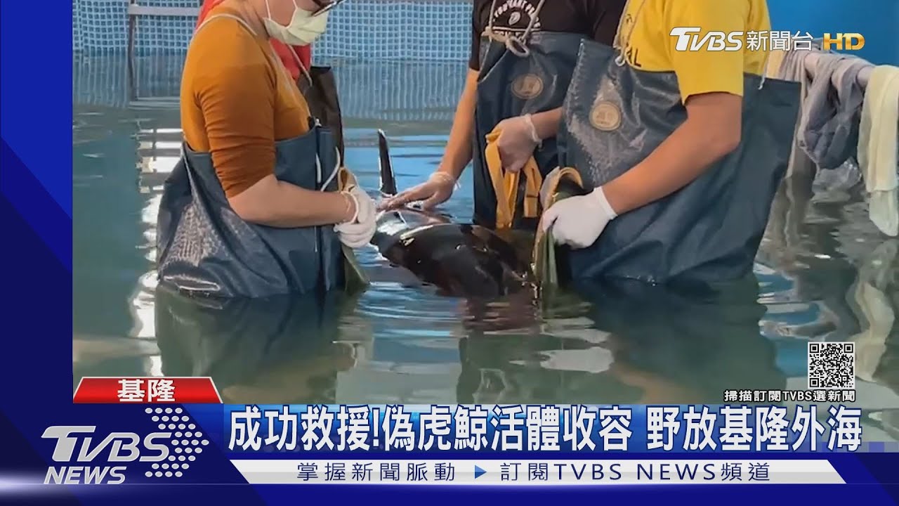 重返大海!擱淺「亮鯨鯨」恢復良好 回家了