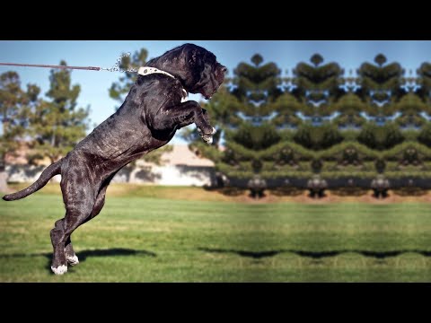 THE NEAPOLITAN MASTIFF - GUARD DOG OR DANGEROUS? - The Italian guard dog