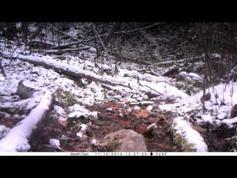 MPG Ranch : Pine Grosbeak