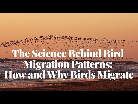 The Science Behind Bird Migration Patterns | How and Why Birds Migrate