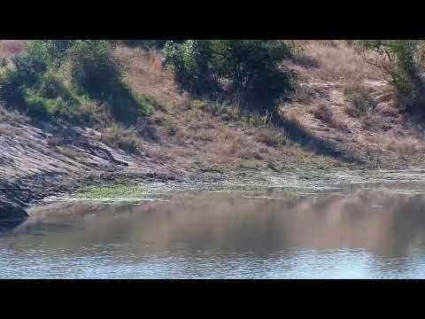 Djuma Private Game Reserve Live Stream