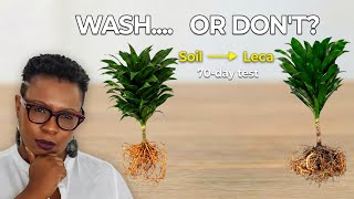 Do You Need to Wash Roots Before LECA? Dracaena Experiment