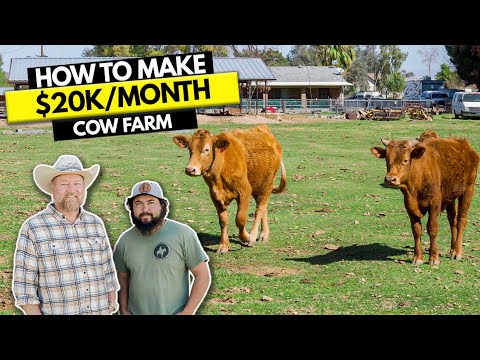 How to Start $20K/Month Cow Farm Business