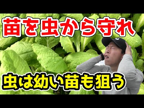 なぜ堆肥からミミズが出てくるのか