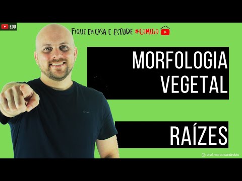 BOTÂNICA | QUAIS SÃO OS TIPOS DE RAÍZES | MORFOLOGIA VEGETAL