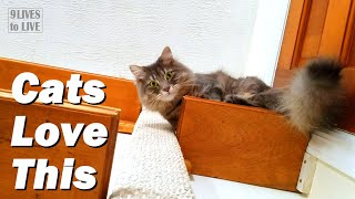 If You Rent and Your Cats are Bored, Watch This