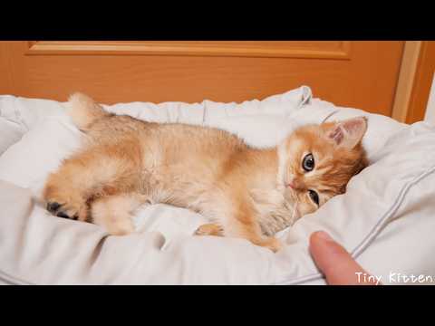 YouTube 썸네일