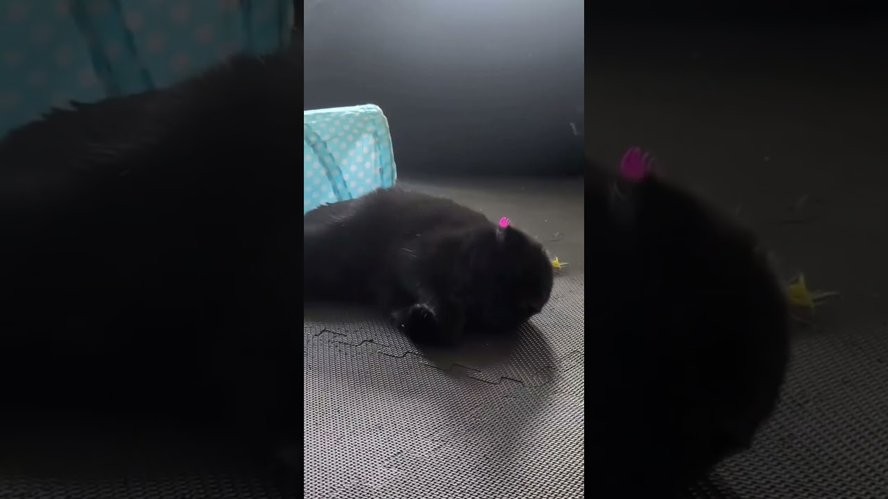 Enlarge Cora, a Adoptable Domestic Short Hair in Delta, OH video 6/6