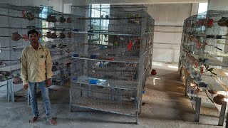 Download lagu Largest bird farm in Berhampur || ବ୍ରହ୍ମପୁର ରେ ସବୁଠୁ ବଡ଼ ପକ୍ଷୀ ଫାର୍ମ, (Hindi / Odia) mp3