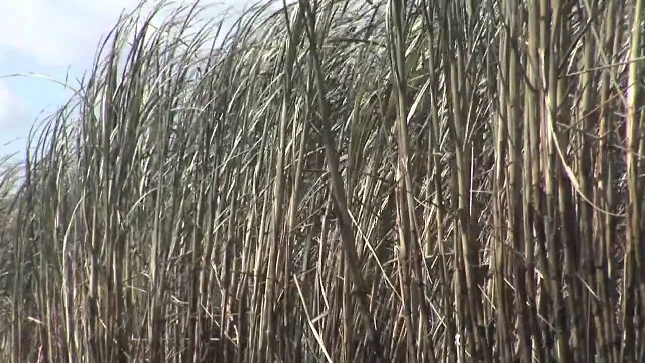 Documentário I À Sombra de um Delírio Verde