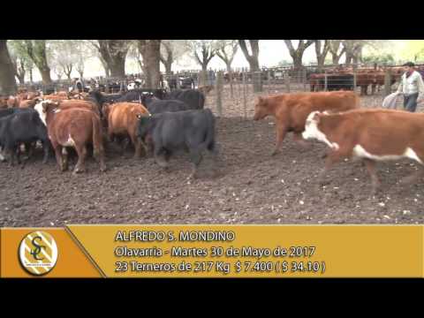 30-05-17 Venta Machos - Alfredo S Mondino - Olavarria
