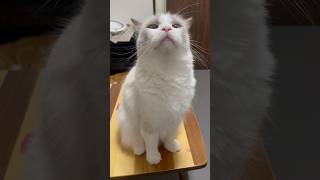 エアコンの匂いがどうしても気になるネコ