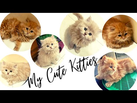 Lovely kitties | Cats | Kittens | Persian Cats | Cute Cats | Travel with Sachin | TWS