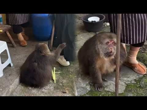 Only Grandma Can Stop Xingxing's Violence!