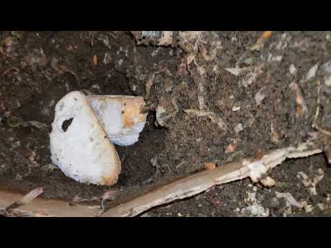 Mixed Worm Bin 1 Quick Check-In & Feeding After 42 Days 10 December 2025 #vermicompost #wormbin