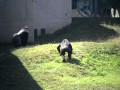 Gorilla Fight At Philadelphia Zoo