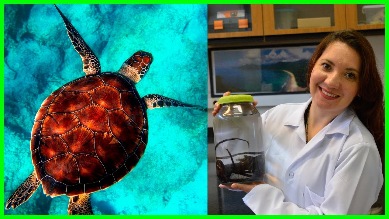 Como ser biólogo (a) marinho (a) no Brasil Qual faculdade cursar e onde trabalhar