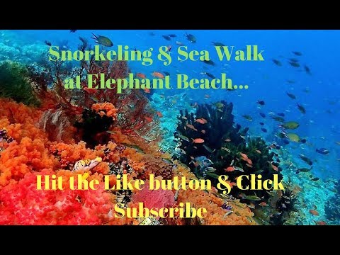 Enjoying snorkelling and sea walking at Elephant Beach, Havelock