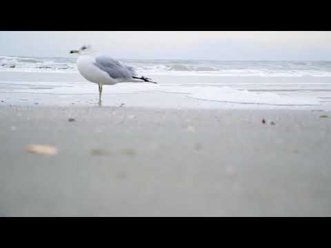 O peixe & o pássaro Anna Veronica Mautner por Abujamra