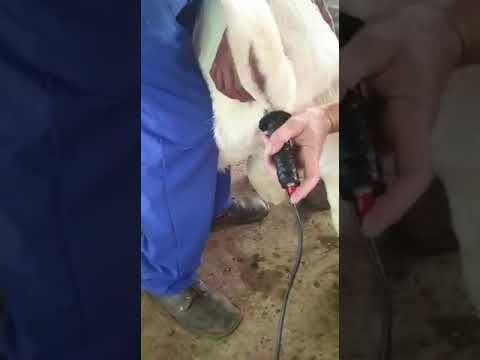 Semen collection through Electroejaculater in Buck in arabic language