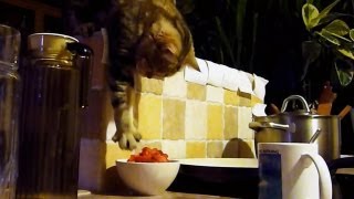 Funny Cat steals her breakfast  Part 1