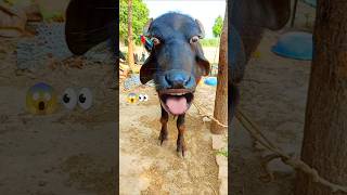 Bring water🐃😂Cow Sounds #Shorts​ #cow​#trending#viral#videos ...
