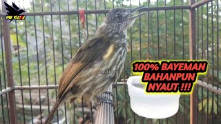 Download lagu 🔴 suara panggilan cucak rawis / bayeman betina mp3 Download lagu 🔴 suara panggilan cucak rawis / bayeman betina mp3