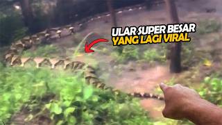 Download lagu Mengerikan! RAJA ULAR HUTAN KALIMANTAN Menampakkan Diri, Pria Ini Sampai Gemetaran Melihat Sosok Ini mp3