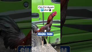 Download lagu Characteristics of a striking rooster ❗super Bangkok rooster #bangkokrooster #indonesianbangkokro... mp3