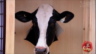 Vaca no Roupeiro - Pegadinhas 2012 ☺ Part 2