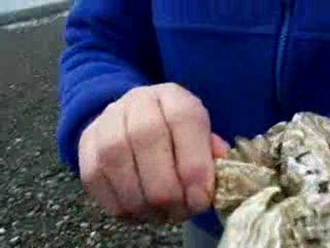 Joy Baisch Explains Quilcene Oysters