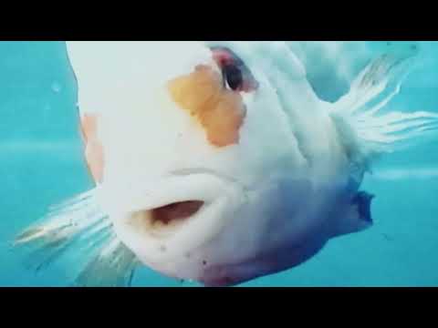 Hit-Boy and Al Chemist