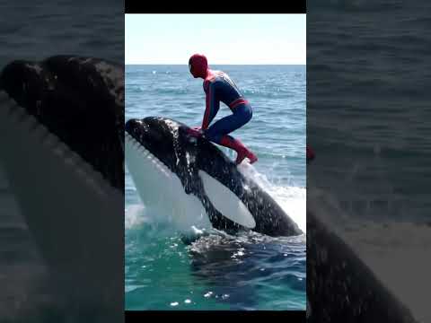 Spider-Man plays in the water with an orca whale 🤣🤣 #shorts #spiderman #orcawhale #trending