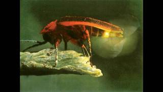 Owl City firefliese on Piano