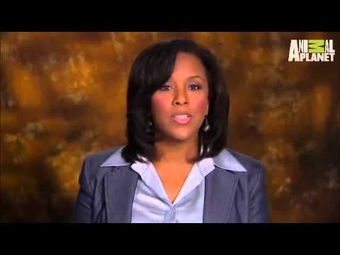 Pet4you.gr: Dogs Cardigan Welsh Corgi