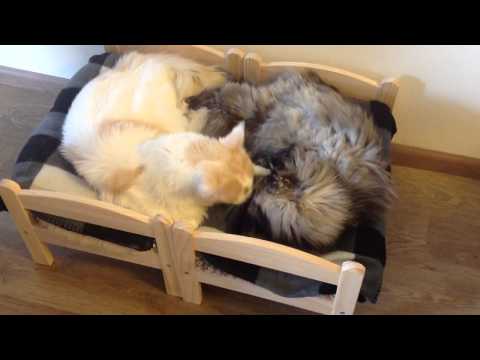 Cookie loves Tictac, in their Ikea beds