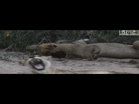 Lion Pride Interactions - Small cub wants attention!