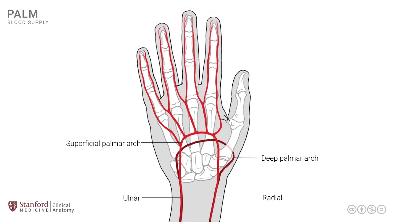 Anatomy of the Upper Limb: Palm