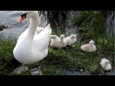 Los cisnes con sus crias en la ria de O Burgo
