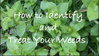 How to Identify and Treat Weeds