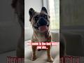 What Is Her Name🥹 Frenchbulldog Cutedog Cute Dog Short Foryourpage