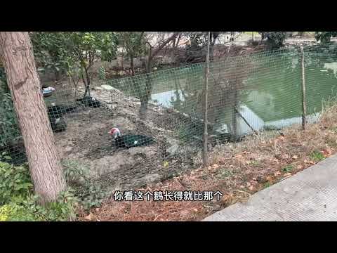 鴨跟鵝的差別笑話
