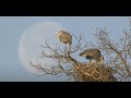 Great Blue Heron Rookery