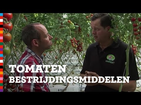 , title : 'Alles over bestrijdingsmiddelen: tomaten | Voedingscentrum'
