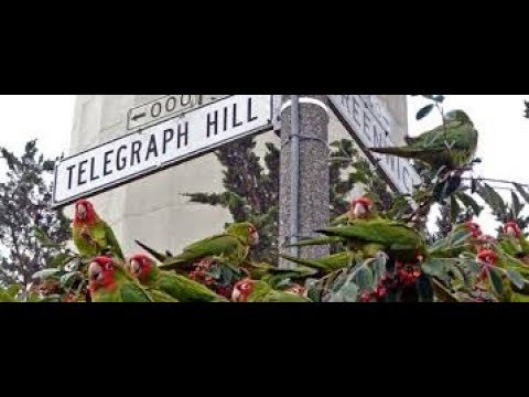 The Wild Parrots Of Telegraph Hill (2005) Trailer + Clips