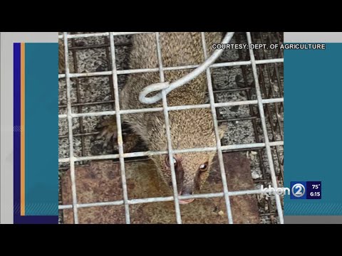 Mongoose trapped at Nawiliwili Harbor on Kauai