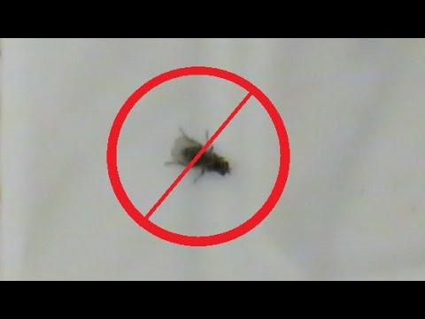 najłatwiejszy sposób pozbycia się muchy z mieszkania