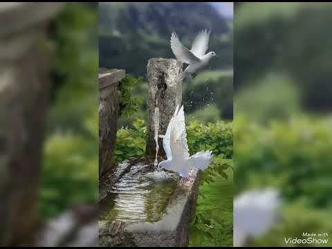 Estera -Laura Bretan ,,Nu este crăciun fără Isus "(Negativ)